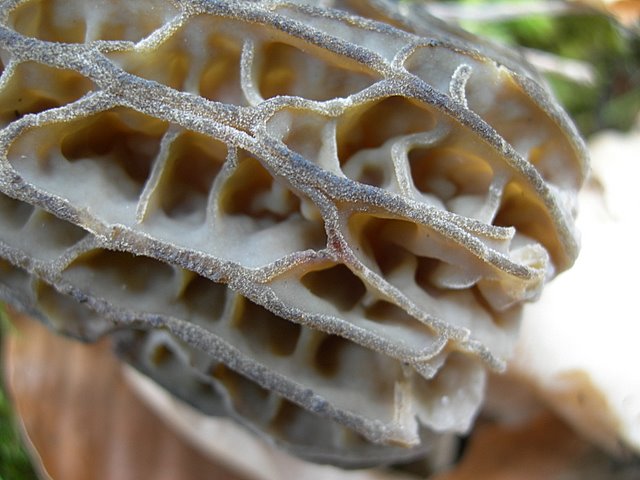 Il Tempo delle Morchelle